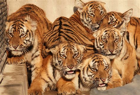 how many south china tigers are left in captivity